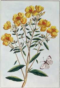 Evening Primrose, plate 73 from 